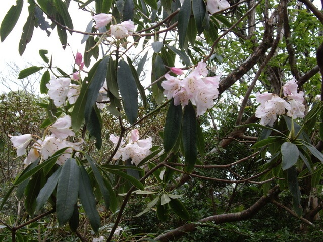 加里山 森氏杜鵑