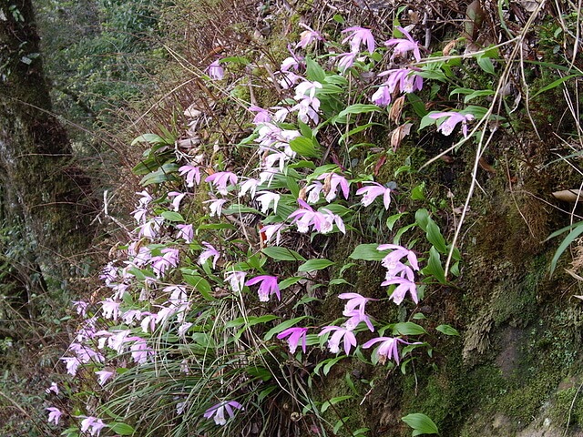 加里山 一葉蘭