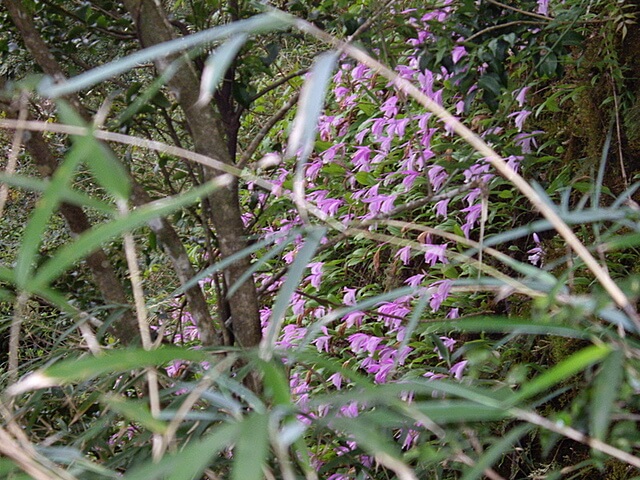 加里山 一葉蘭