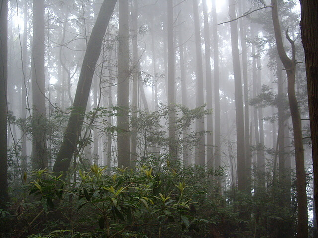 加里山 飄渺迷霧杉木林