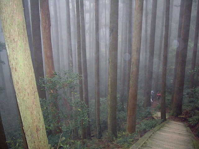加里山 飄渺迷霧杉木林