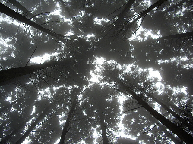 加里山 飄渺迷霧杉木林