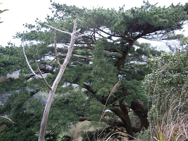 頭嵙山、二嵙山 黑松亭旁的大黑松