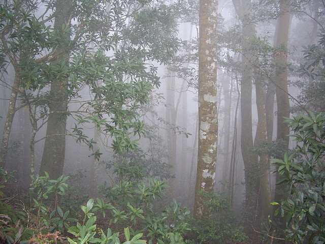 上島山 迷霧森林