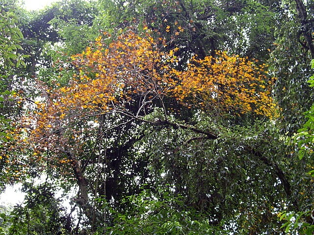 霞喀羅古道(養老段) 楓葉