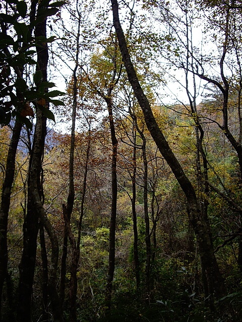 霞喀羅古道(養老段)