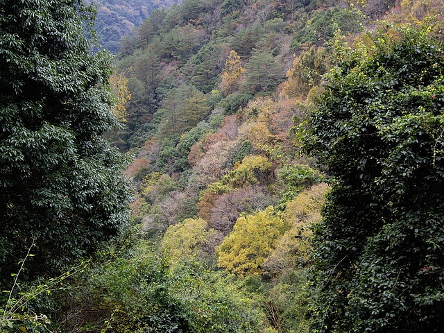 霞喀羅古道(養老段)