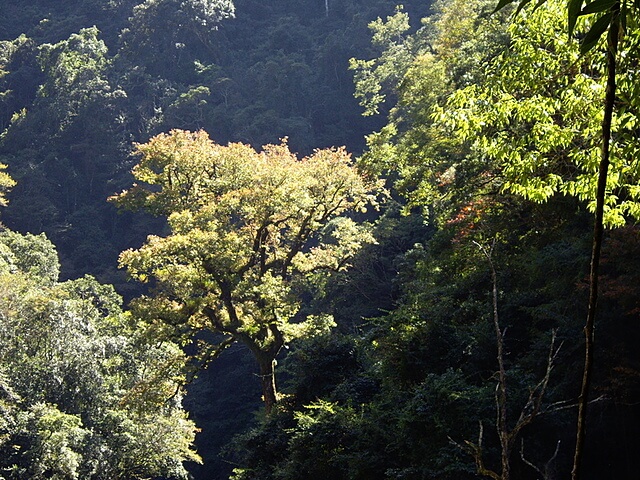 霞喀羅古道(養老段)