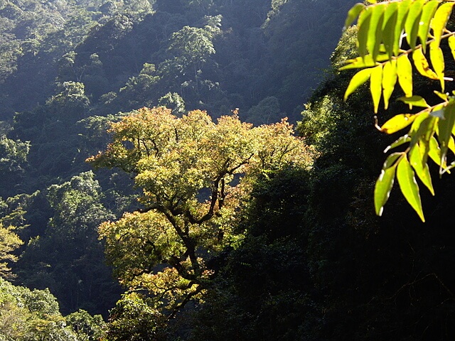 霞喀羅古道(養老段)