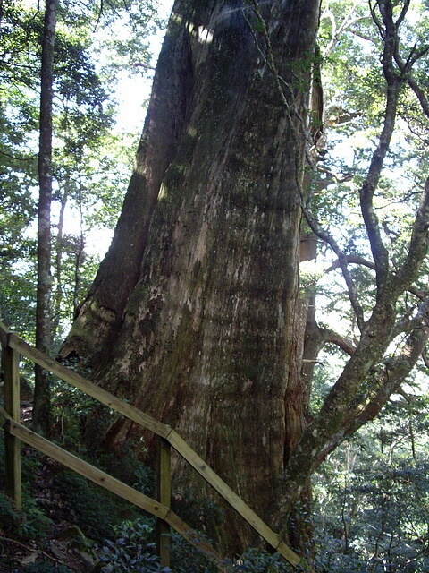 北得拉曼步道 三號神木