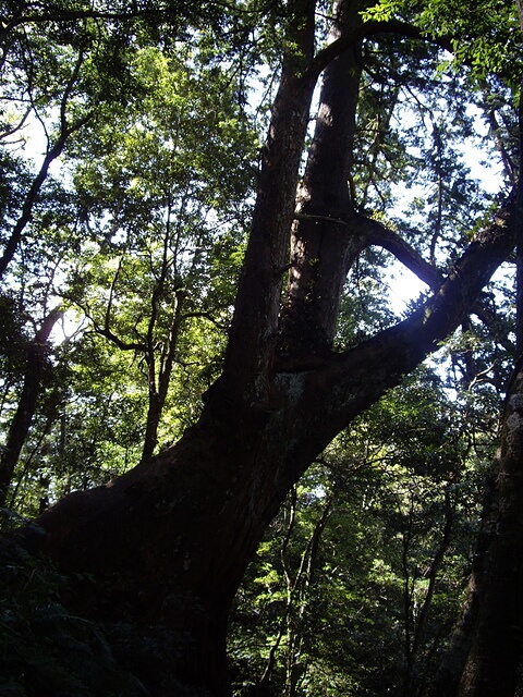 北得拉曼步道 四號神木