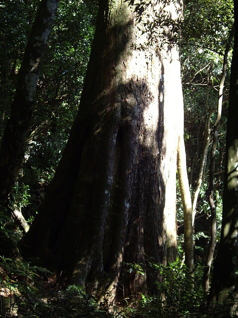 北得拉曼步道 巨木