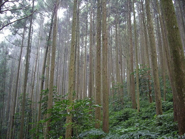 向天湖山 柳杉林