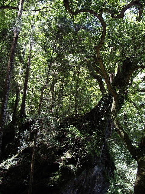 大凍山 樹石盟 (多林檢查站路線)