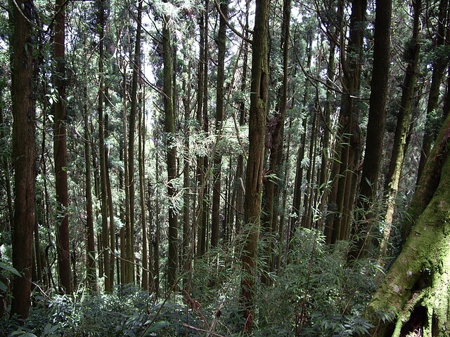 大凍山 杉木林 (多林檢查站路線)