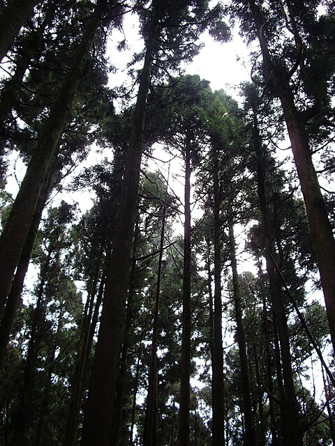 大凍山 杉木林 (多林檢查站路線)