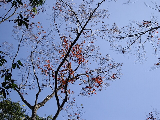 馬那邦山(上湖線) 楓紅