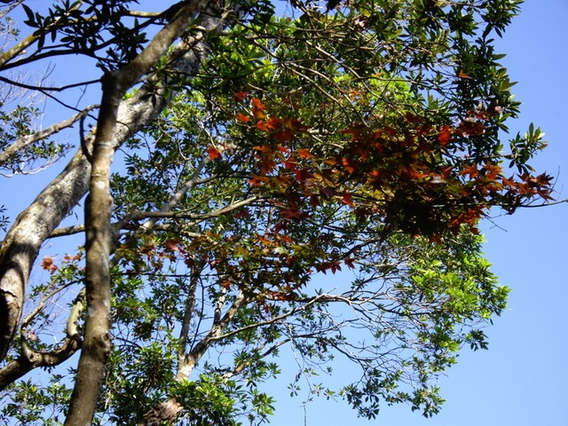 馬那邦山(上湖線) 楓紅