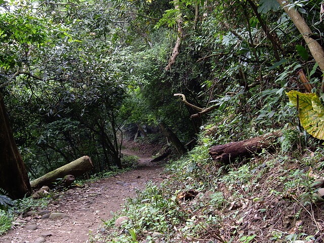 飛鳳山、石碧潭山、中坑山 森林步道